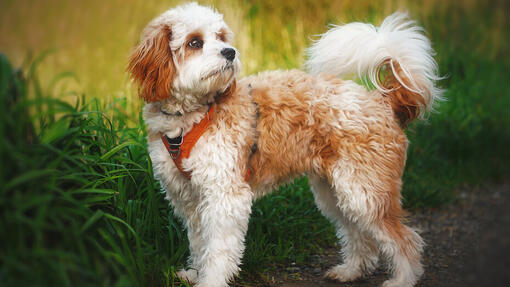Cavapoo Dog Breed Information Purina